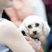 A concert goer holds a small dog during the season's first Sonic Lunch concert on Thursday, June 6, 2013. Melanie Maxwell | AnnArbor.com